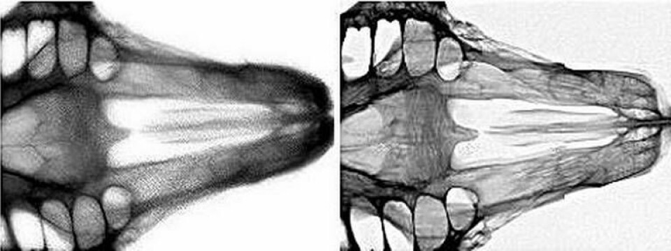 Scintillator som ger röntgenbilder 2-3 gånger högre upplösning utan att stråldosen behöver ökas. Här är skillnaden vid röntgen av en råtta.