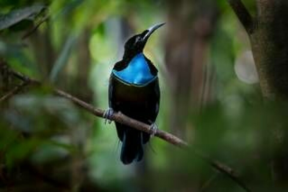 Paradisfågel. Foto: Nick Garbutt