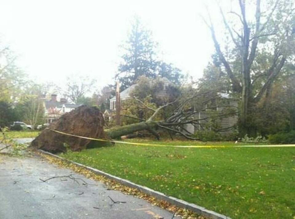 Omkullblåsta träd i stormen Sandys spår. Här bild från Scarsdale, norr om New York City. Foto: Privat