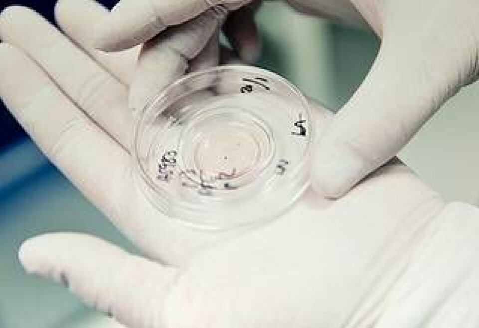 I petriskålen syns celler som antagit sin nya identitet och blivit pigmentceller. Foto: Jörgen Hildebrandt