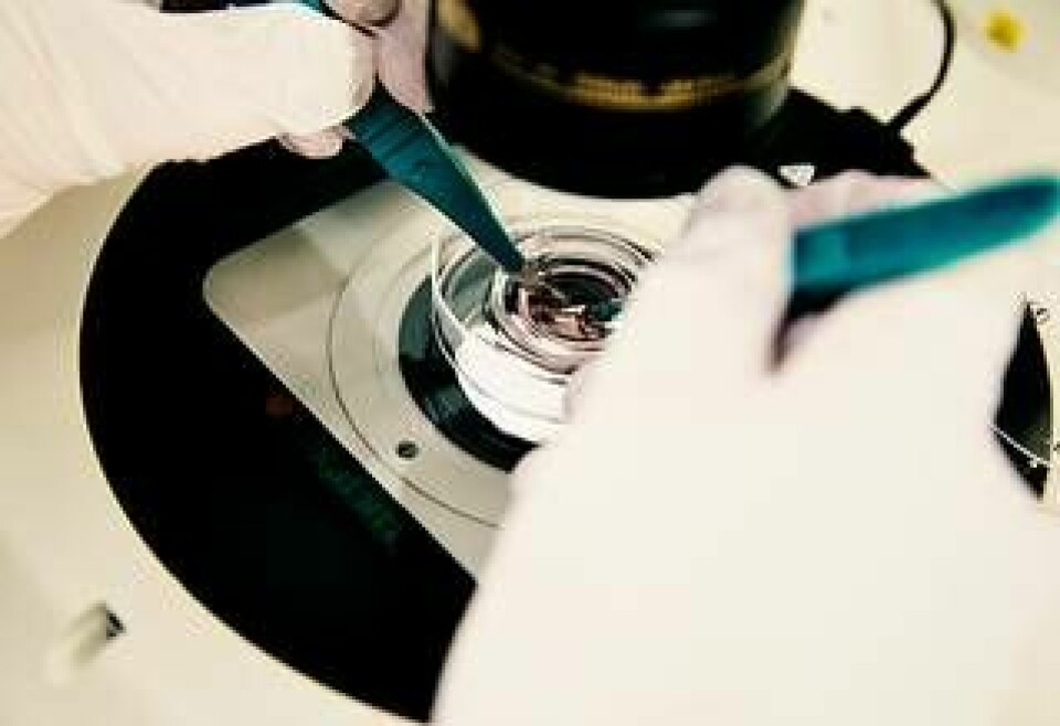Mikroskop är ett måste när delarna som ska styras till att bli pigmentceller ska väljas ut. Foto: Jörgen Hildebrandt