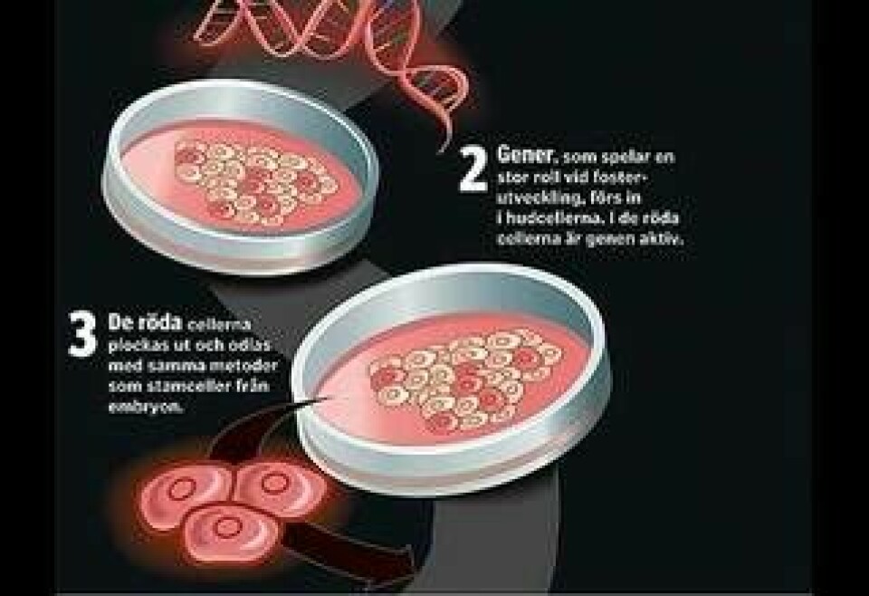 Gener, som spelar en stor roll vid fosterutveckling, förs in i hudcellerna. I de röda cellerna är genen aktiv. De röda cellerna plockas därefter ut och odlas med samma metoder som stamceller från embryon. Illustration: Jonas Askergren