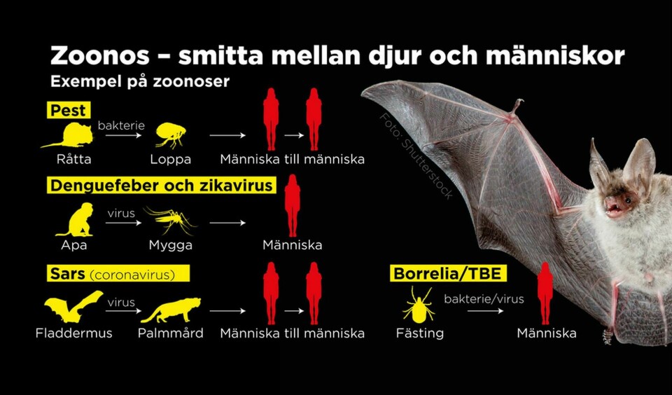 Exempel på zoonoser Foto: Johan Hallnäs/TT