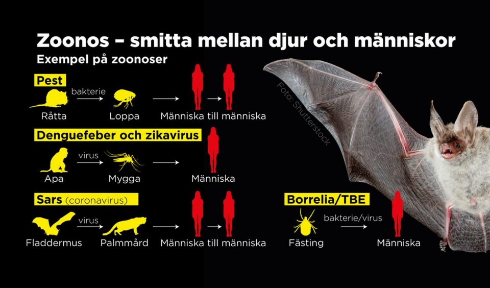 Exempel på zoonoser Foto: Johan Hallnäs/TT Exempel på zoonoser Foto: Johan Hallnäs/TT