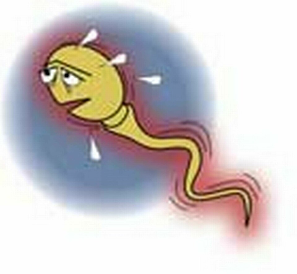 Spermierna gav tecken på oxidativ stress, när de placerades när en påslagen mobil. Illustration: Ingemar Franzén