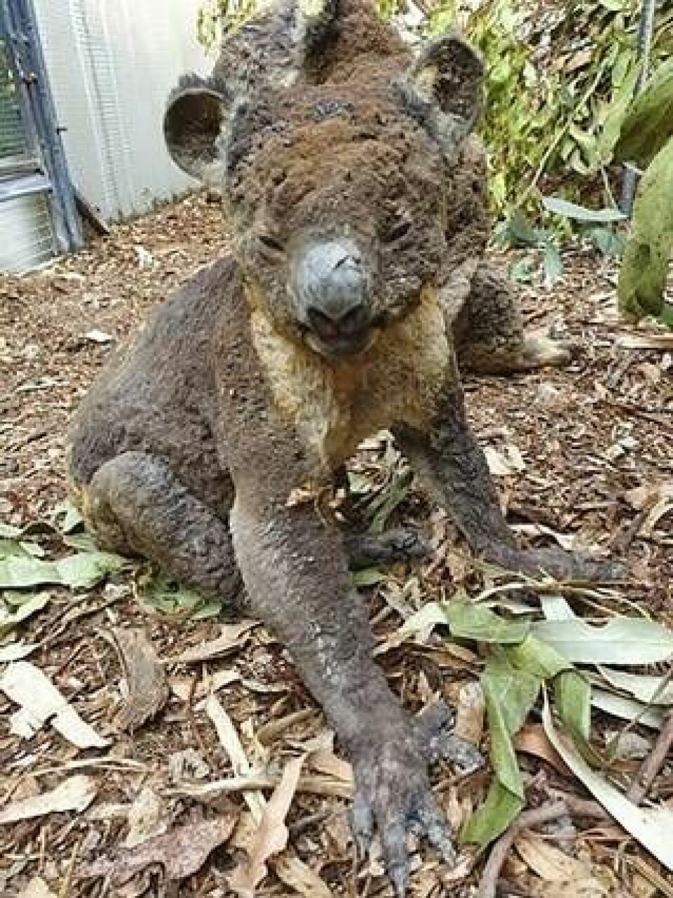 Den här koalan skadades i skogsbranden på Kangaroo Island. Foto: Dana Mitchell/TT