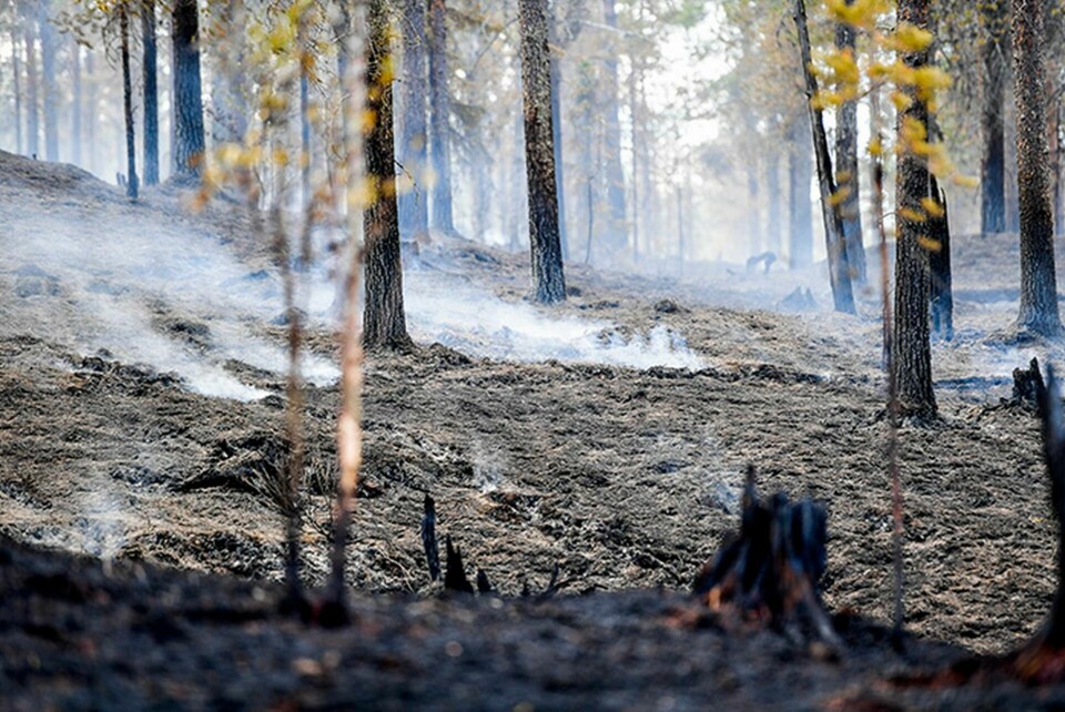 Brandhärjade skadeplats syd på Älvdalens skjutfält vid Trängslet. Foto: Maja Suslin / TT