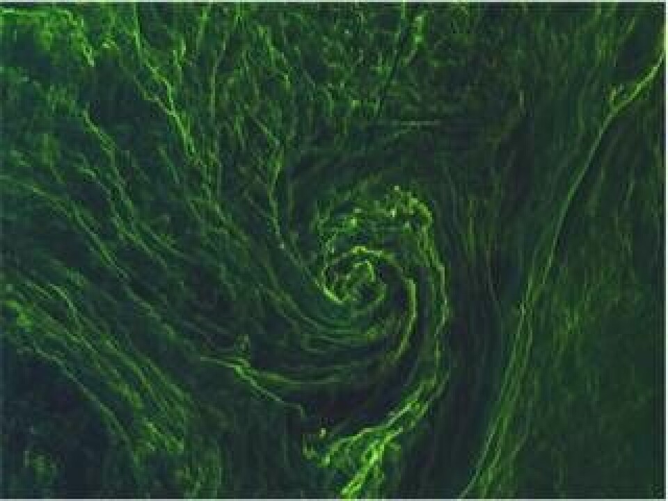 Satellitbild av cyanobakterier i blomning i Östersjön. Foto: Copernicus, EU:s jordobservationsprogram