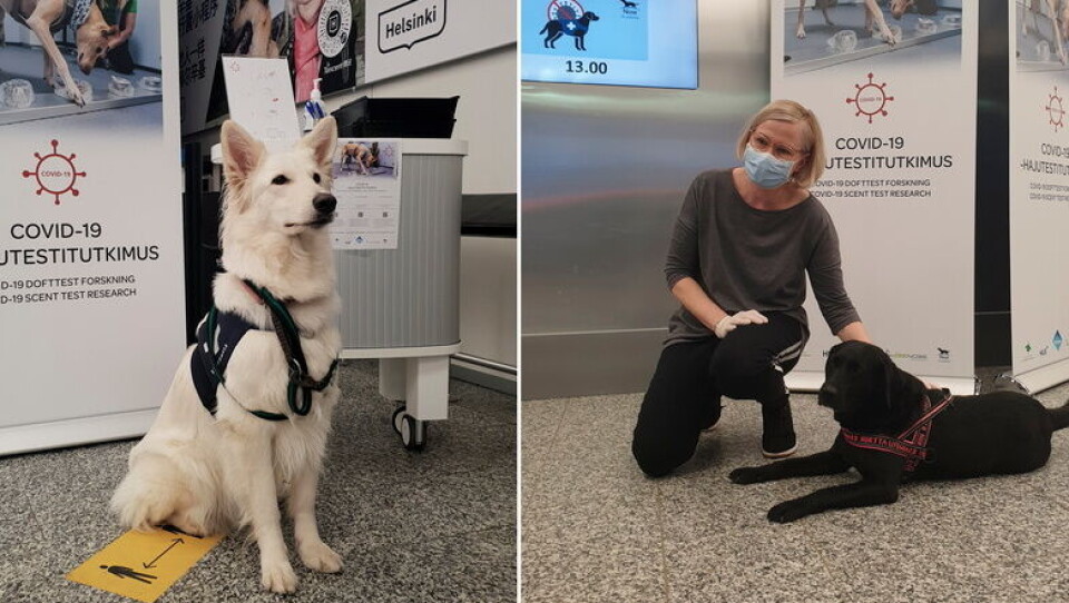 En vallhund och tre labradorer deltog i en studie som visade att hundarna var riktigt bra på att hitta vilka personer som var smittade med covid-19. Foto: Anna Hielm-Björkman En vallhund och tre labradorer deltog i en studie som visade att hundarna var riktigt bra på att hitta vilka personer som var smittade med covid-19. Foto: Anna Hielm-Björkman