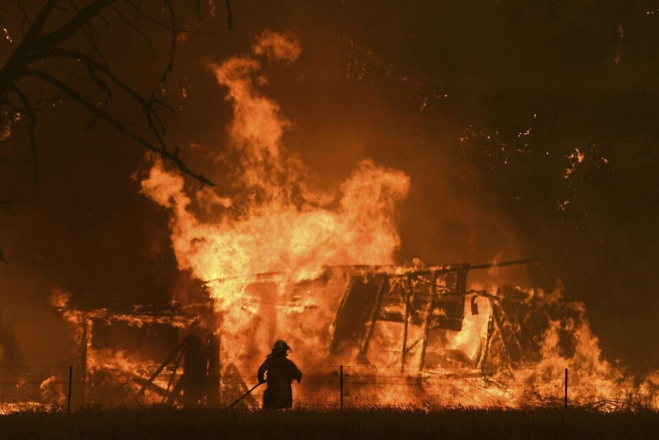 De omfattande bränderna i Australien hotar att slå ut flera djurarter. Här en bild från 21 december i New South Wales. Foto: Dan Himbrechts/TT De omfattande bränderna i Australien hotar att slå ut flera djurarter. Här en bild från 21 december i New South Wales. Foto: Dan Himbrechts/TT