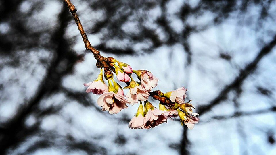 De japanska körsbärsträden i Stockholm blommade redan i januari. Foto: Tomas Oneborg / SvD / TT