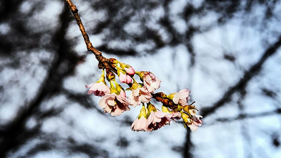 De japanska körsbärsträden i Stockholm blommade redan i januari. Foto: Tomas Oneborg / SvD / TT De japanska körsbärsträden i Stockholm blommade redan i januari. Foto: Tomas Oneborg / SvD / TT