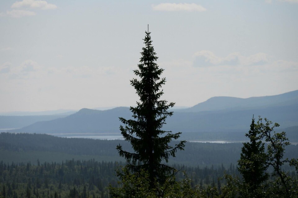 Koldioxidutsläpp från skogs- och markanvändning är ett av ämnena som EU-parlamentet röstar om under onsdagen. Arkivbild. Foto: Fredrik Sandberg/TT Koldioxidutsläpp från skogs- och markanvändning är ett av ämnena som EU-parlamentet röstar om under onsdagen. Arkivbild. Foto: Fredrik Sandberg/TT