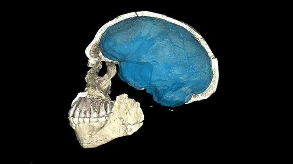 Rekonstruktion utifrån skallfynd från Jebel Irhod i Marocko. Det blå fältet visar storleken på en hjärna på en homo sapiens. Foto: Philipp Gunz/MPI EVA Leipzig
