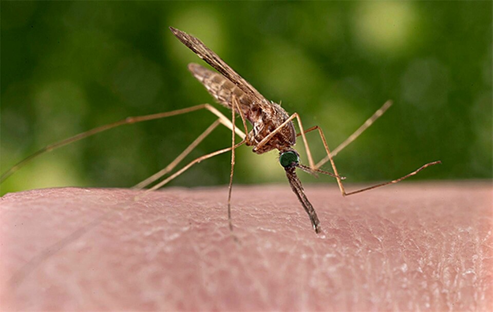 Myggarten Aedes aegypti sprider zikaviruset. Foto: Polaris Images / All Over Press