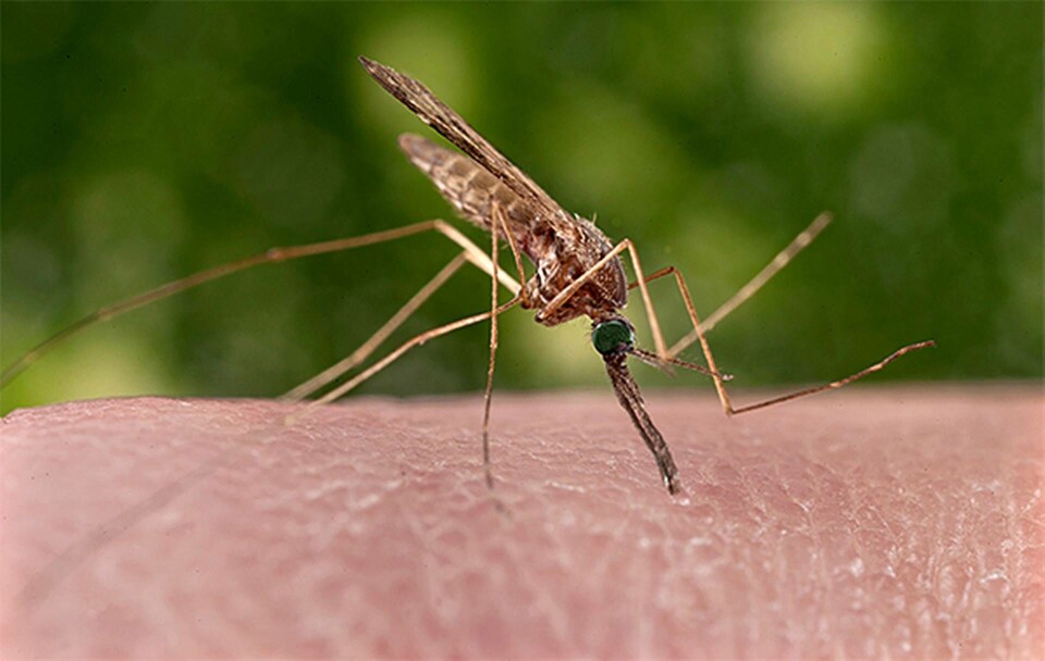 Myggarten Aedes aegypti sprider zikaviruset. Foto: Polaris Images / All Over Press Myggarten Aedes aegypti sprider zikaviruset. Foto: Polaris Images / All Over Press