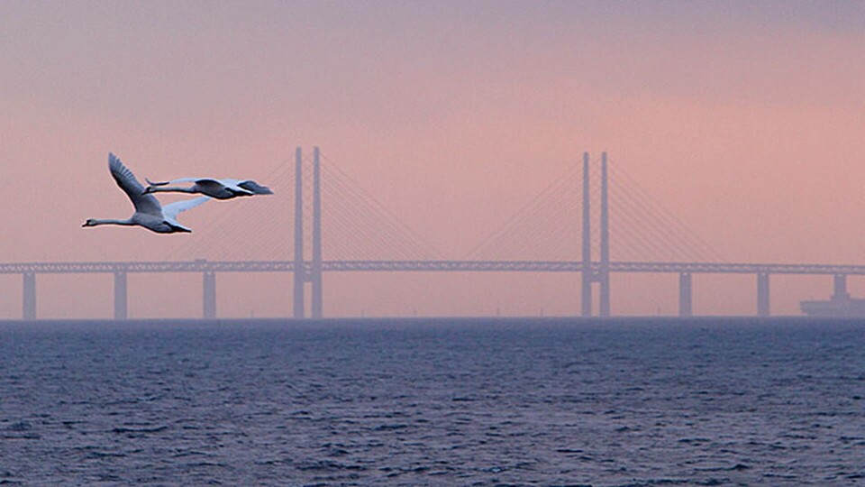Öresundsbron. Foto: All Over Press Sweden / IBL Öresundsbron. Foto: All Over Press Sweden / IBL