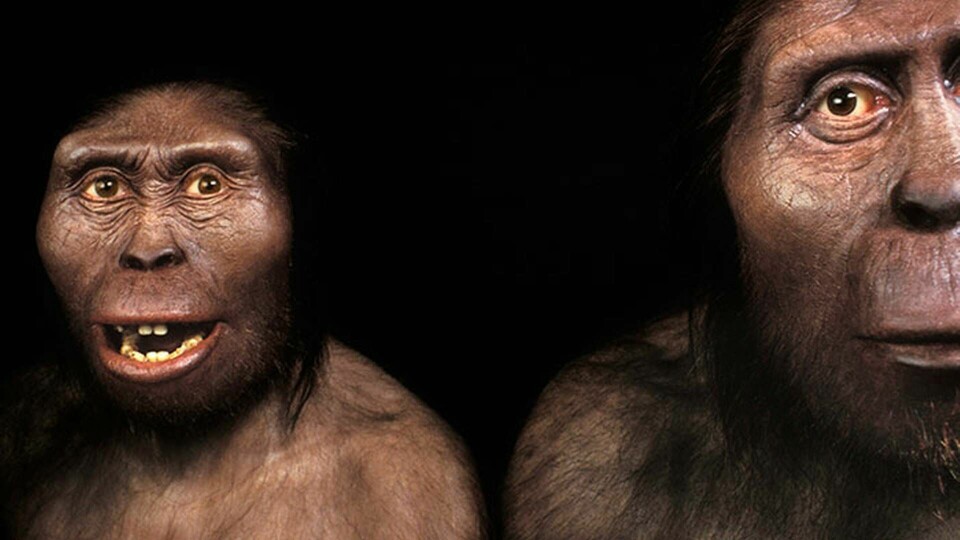 Rekonstruktion av Lucy, till vänster, och en annan Australopithecus afarensis-individ, kallad Lucien. Foto: SPL / IBL Bildbyrå