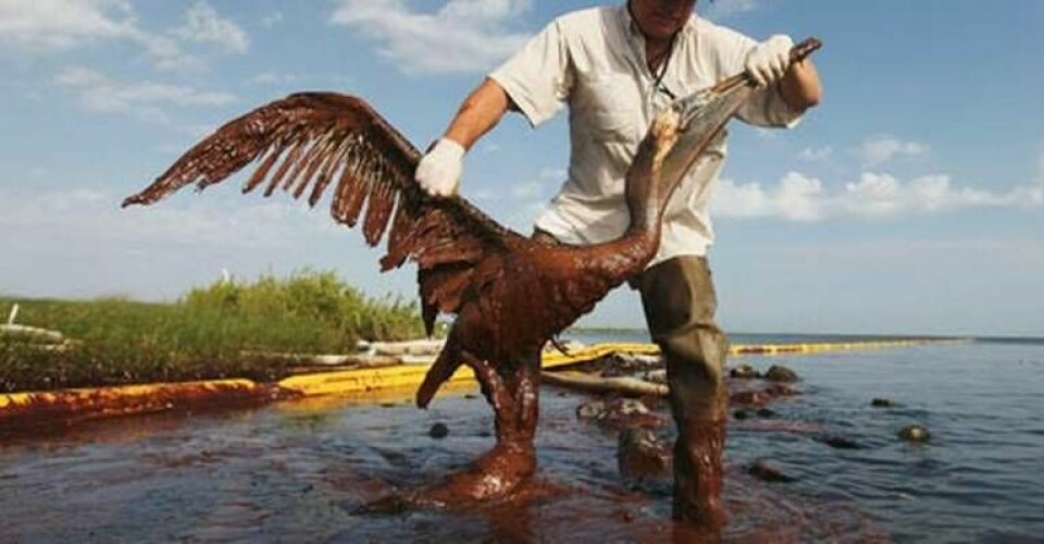 Amerikanen P.J. Hahn lyfter upp en pelikan som fastnat i olja i Plaquemines Parish efter att BPs oljekälla börjat läcka i mitten av april.