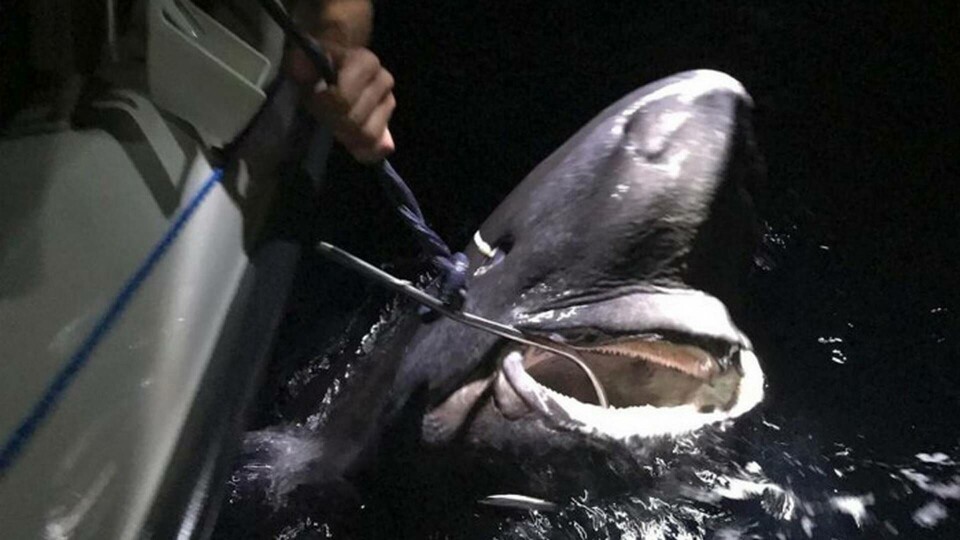 Fritidsfiskaren Mattias Jonsson lyckades fånga en håkäring som var 335 cm lång och 150 cm i omkrets. Foto: Magnus Durell/TT Fritidsfiskaren Mattias Jonsson lyckades fånga en håkäring som var 335 cm lång och 150 cm i omkrets. Foto: Magnus Durell/TT