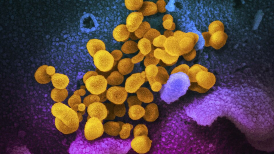 Betydligt fler kan ha en så kallad T-cellsimmunitet mot det nya coronaviruset. Foto: AP/TT Betydligt fler kan ha en så kallad T-cellsimmunitet mot det nya coronaviruset. Foto: AP/TT