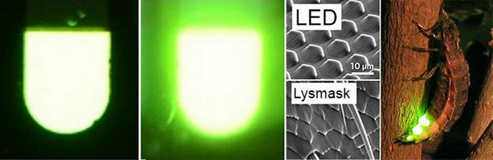 Genom att imitera strukturen på en lysmasks lykta har forskare fått en lysdiod att avge ett starkare sken. Foto Nano Letters