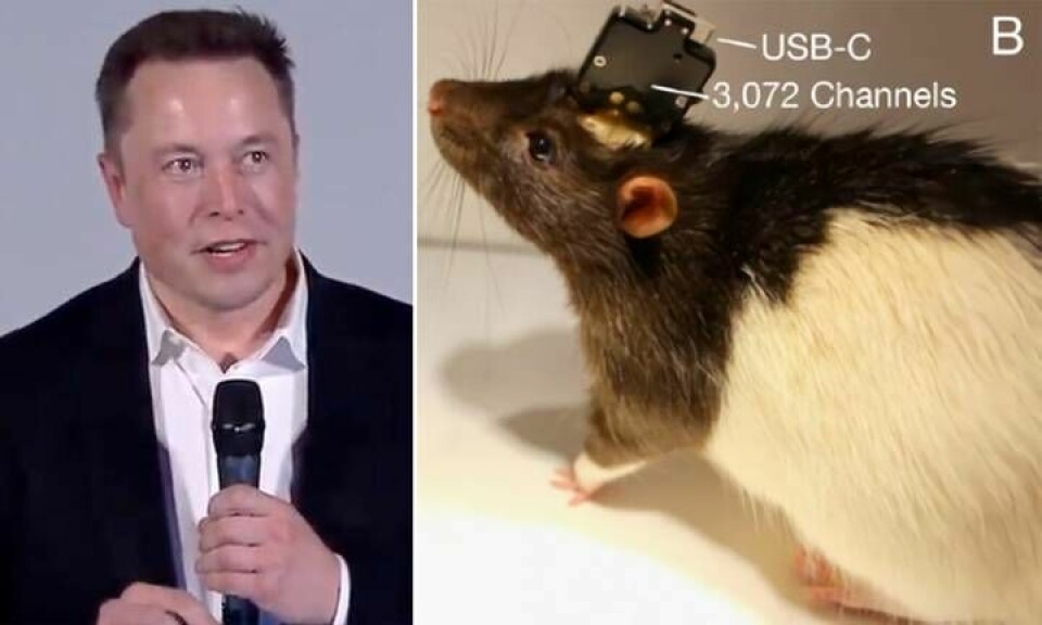 Neuralinks grundare Elon Musk och en mus som fått ett hjärnimplantat.