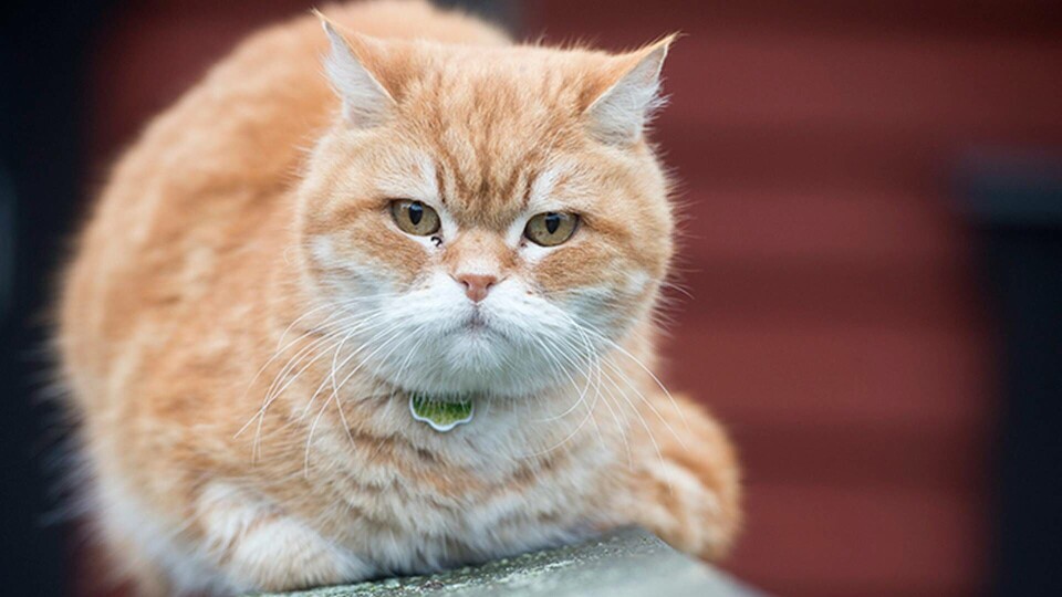 En parasit hos katter kan ta sig in i människors hjärnor. Vilket påverkar vårt beteende. Foto: TT En parasit hos katter kan ta sig in i människors hjärnor. Vilket påverkar vårt beteende. Foto: TT