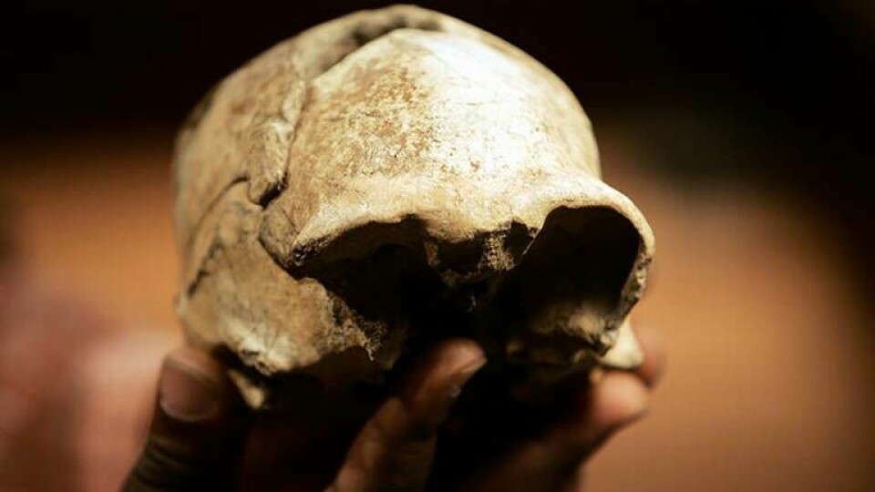 Den upprätta människan, Homo erectus, uppstod på den afrikanska kontinenten och spred sig sedan över världen, framför allt till Asien. Här syns ett nästan komplett kranium som hittades år 2000 vid Turkanasjön i Kenya. Foto: Karel Prinsloo / AP / TT