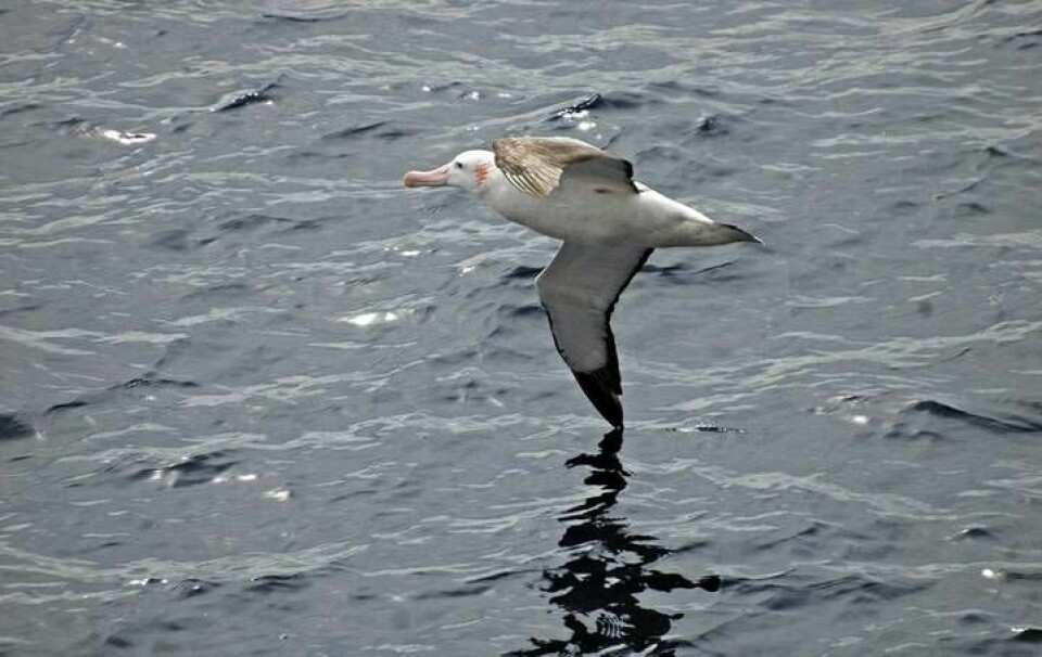 Albatrosser tillhör de sjöfåglar som gärna följer fartygen i Antarktis. Arkivbild Foto: Johan Öberg/TT