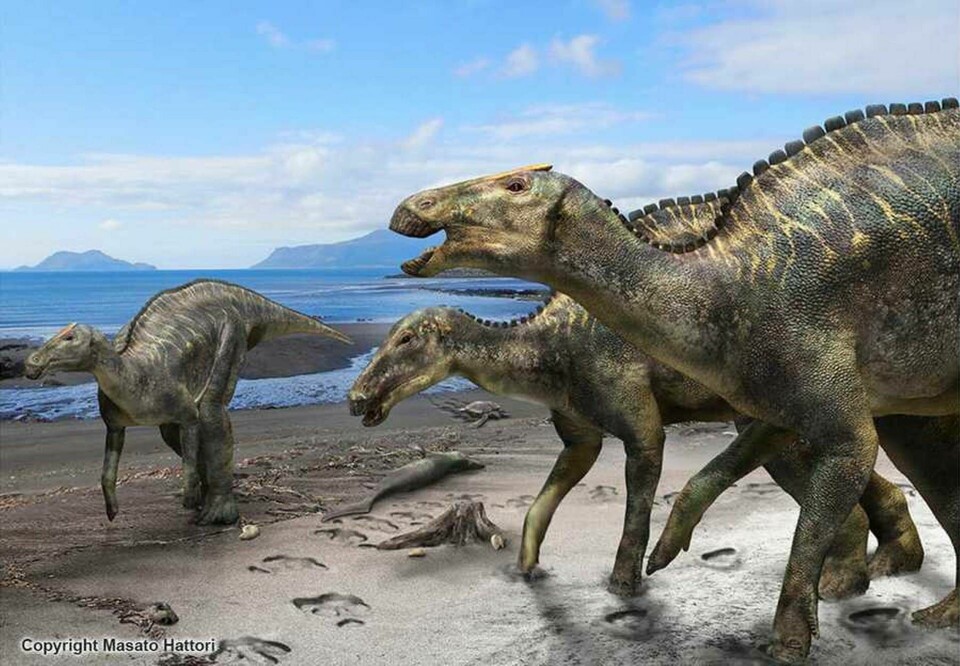 Ett skelett från en helt ny dinosaurieart har hittats i Japan. Foto: MASATO HATTORI/HOKKAIDO UNIVERSITY