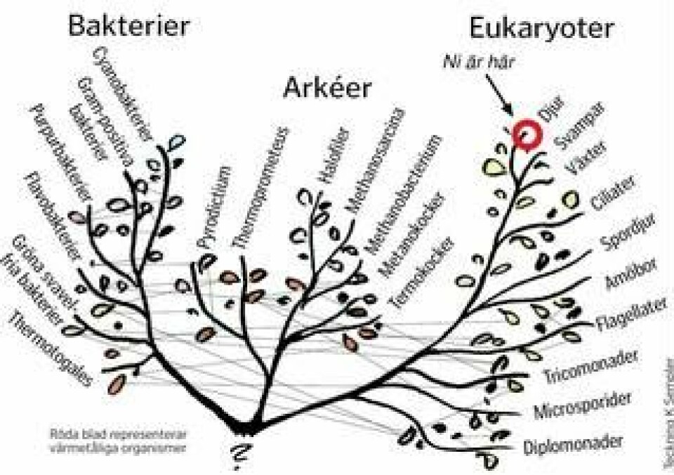 Carl Woeses livsträd påminner om en rosenbuske med tre huvudgrenar: bakterier, arkéer och eukaryoter. Men finns över huvud taget någon rot? Teckning Kaianders Sempler