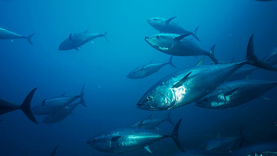 Tonfisk kan komma att bli mindre i takt med att haven blir varmare. Foto: IBL