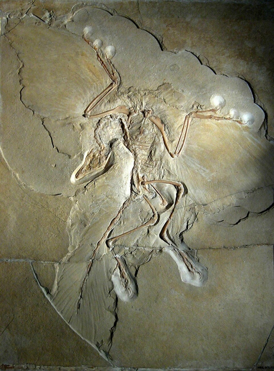 Fossil av Archaeopteryx lithographica på Berlins naturmuseum. Foto: Wikimedia Commons / H. Raab