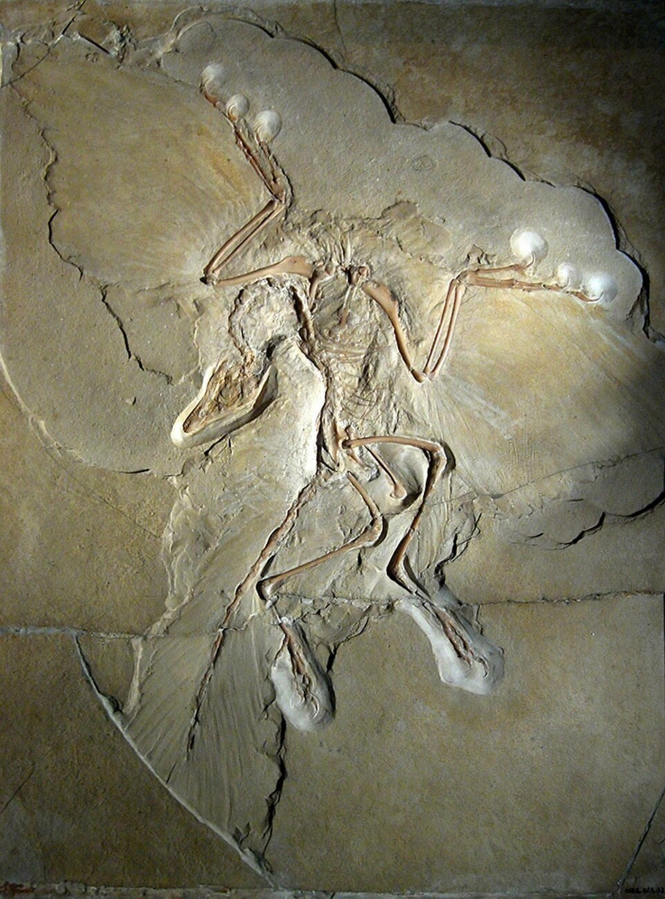 Fossil av Archaeopteryx lithographica på Berlins naturmuseum. Foto: Wikimedia Commons / H. Raab Fossil av Archaeopteryx lithographica på Berlins naturmuseum. Foto: Wikimedia Commons / H. Raab