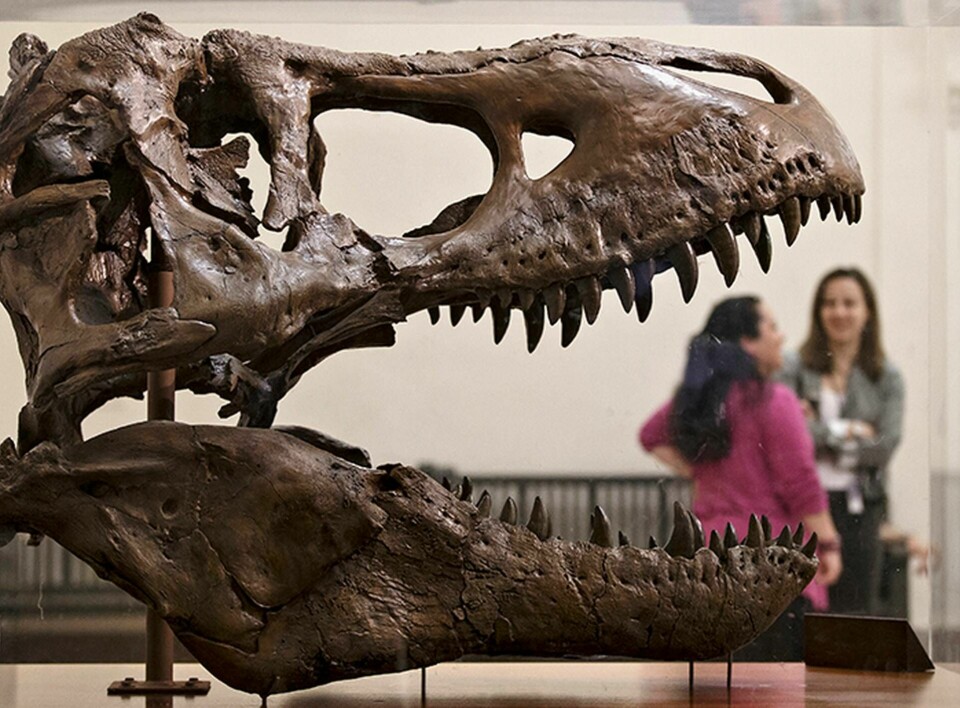 En bild på ett skelett av en Tyrannosaurus rex från Smithsonian Museum of Natural History i Washington. Foto: AP Photo/J. Scott Applewhite/TT