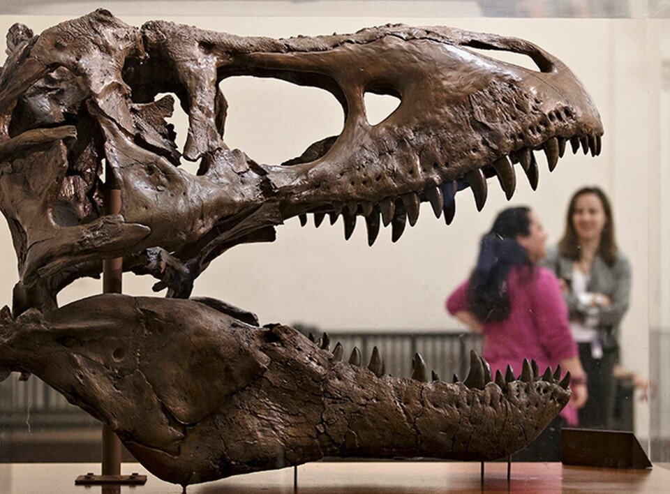 En bild på ett skelett av en Tyrannosaurus rex från Smithsonian Museum of Natural History i Washington. Foto: AP Photo/J. Scott Applewhite/TT En bild på ett skelett av en Tyrannosaurus rex från Smithsonian Museum of Natural History i Washington. Foto: AP Photo/J. Scott Applewhite/TT