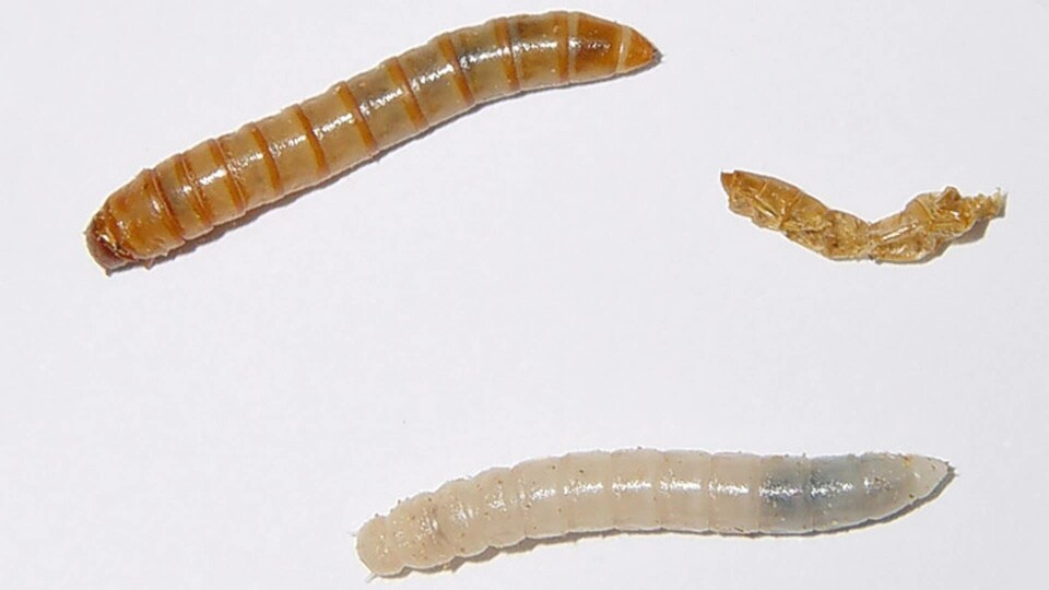 Grannlandet Finland gör som Danmark och tillåter insektsodling och försäljning av insekter som människoföda. Foto: Wikimedia Commons Grannlandet Finland gör som Danmark och tillåter insektsodling och försäljning av insekter som människoföda. Foto: Wikimedia Commons
