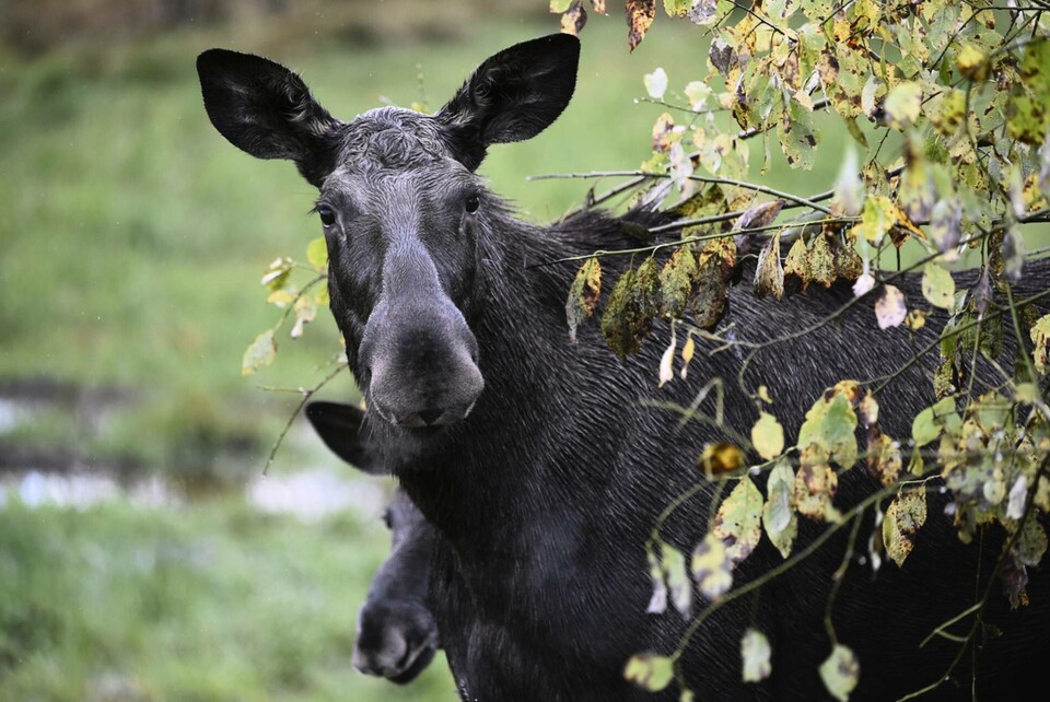 Forskarna ska studera om hundskall och människoprat kan skrämma bort älgar, rådjur och vildsvin från järnvägsspåren. Arkivbild. Foto: Mikael Fritzon/TT Forskarna ska studera om hundskall och människoprat kan skrämma bort älgar, rådjur och vildsvin från järnvägsspåren. Arkivbild. Foto: Mikael Fritzon/TT