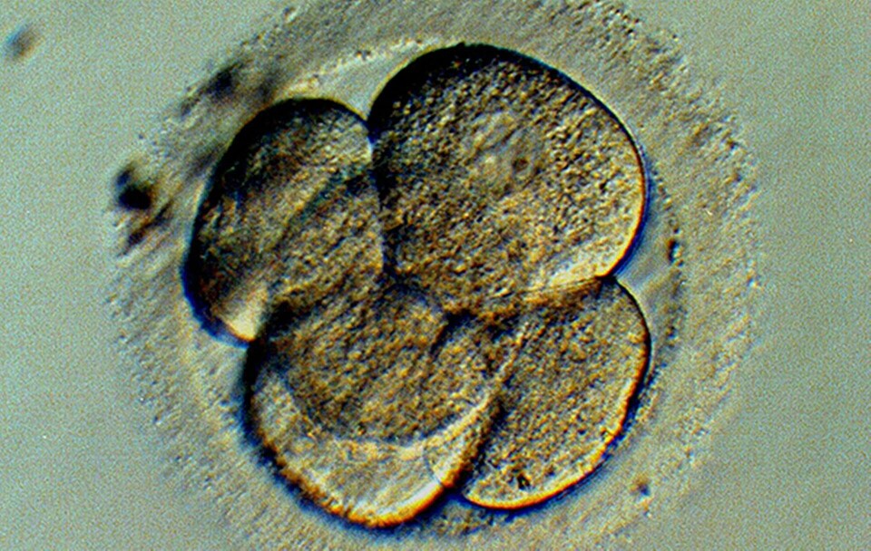Mänskligt embryo med fem celler. Foto: AP/TT