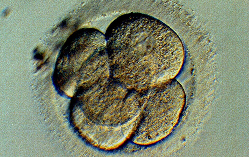 Mänskligt embryo med fem celler. Foto: AP/TT Mänskligt embryo med fem celler. Foto: AP/TT