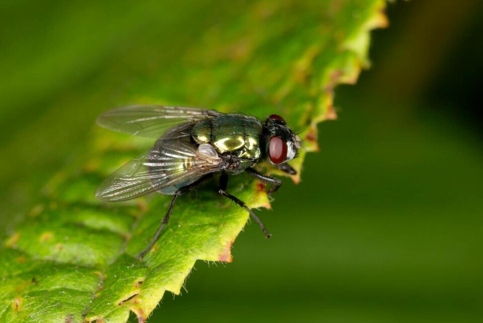 Flugor är en fristad för bakterier, enligt en ny studie. Foto: Mats Wilhelm / Naturfotograferna / IBL Bildbyrå Flugor är en fristad för bakterier, enligt en ny studie. Foto: Mats Wilhelm / Naturfotograferna / IBL Bildbyrå