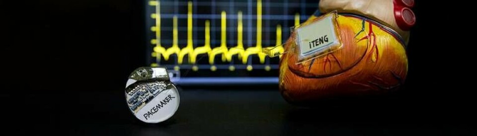 Forskare vid Chinese Academy of Science har utvecklat en batterifri pacemaker. Foto: Zhuo Li