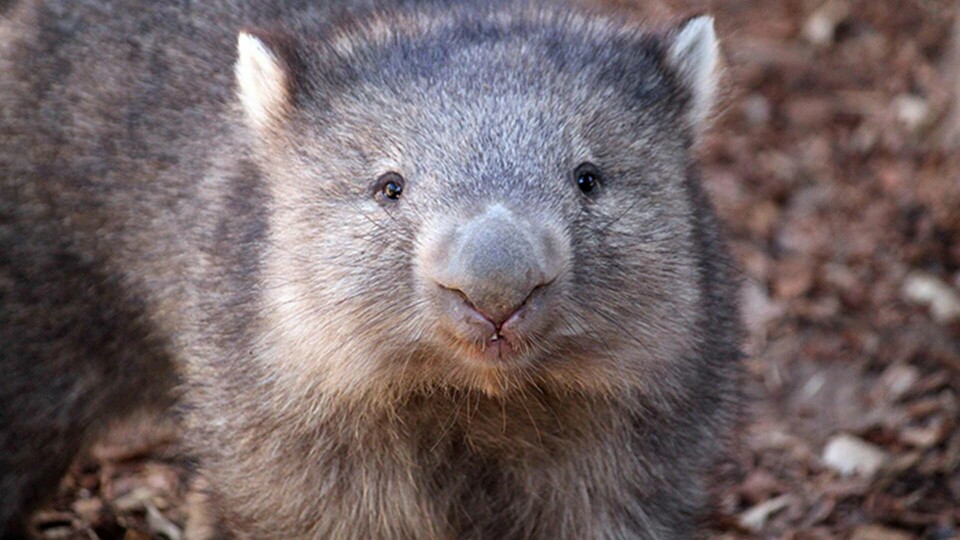 Wombaten Otto som bor på ett zoo i Albuquerque. Foto: AP Photo/Susan Montoya Bryan/TT Wombaten Otto som bor på ett zoo i Albuquerque. Foto: AP Photo/Susan Montoya Bryan/TT