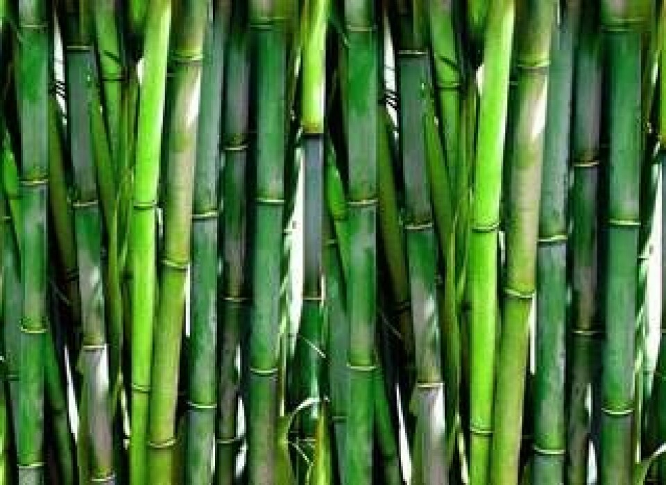 Om du inte är beredd att skippa bestick och tallrikar för engångsbruk helt finns det biobaserade varianter, gjorda av bambu. Foto: Pixabay