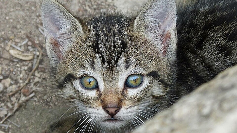 Veterinärprojekt får stöd. Foto: Pixabay Veterinärprojekt får stöd. Foto: Pixabay