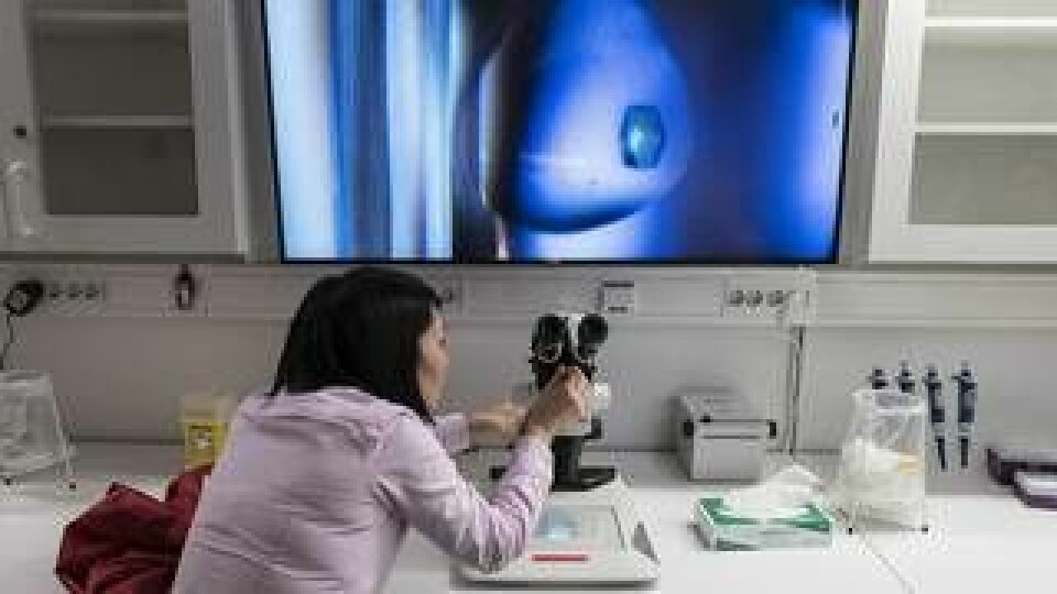 Jie Nan, forskare vid Bio-Max, tittar på en kristall på skärmen. Typisk storlek på kristaller som används i experiment är 10 mikrometer. Foto: Anders Hansson