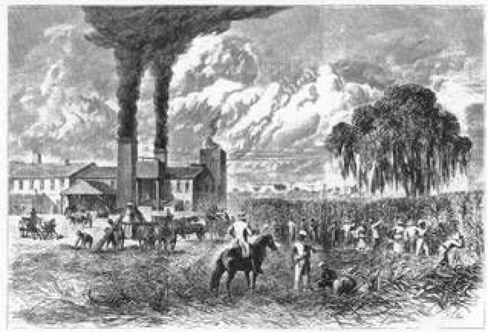 Sockerplantage i New Orleans. Foto: The Print Collector / Heritage Images /IBL Bildbyrå