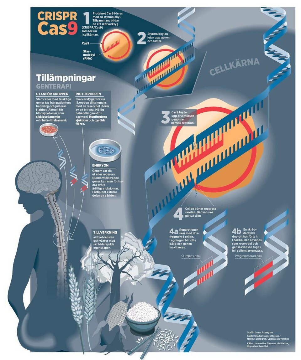 Så fungerar Crispr/Cas 9 Foto: Jonas Askergren Så fungerar Crispr/Cas 9 Foto: Jonas Askergren