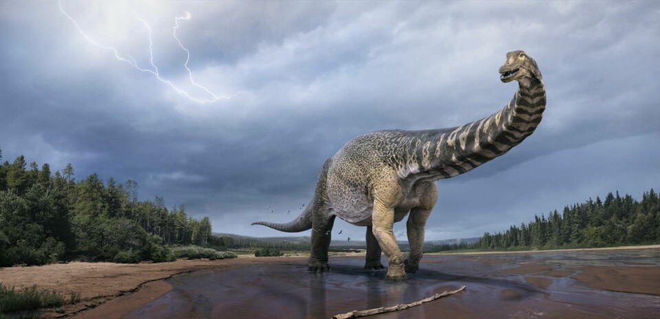 Australotitan cooperensis var en av de största dinosaurierna som någonsin har existerat. Foto: Vlad Konstantinov/TT